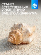 Ракушка декоративная, 8-11 см - Фото 2