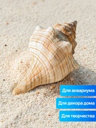 Ракушка декоративная, 8-11 см - Фото 3