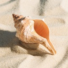 Ракушка декоративная, 8-11 см - Фото 4