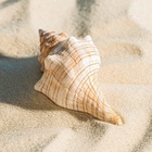 Ракушка декоративная, 8-11 см 10182795