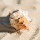 Ракушка декоративная, 8-11 см 10182795