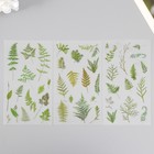 Наклейки пластик "Тропические листья" набор 6 листов 10х18 см - фото 321176445
