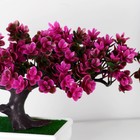 Бонсай в горшке "Дерево Лотус" 10,5х17 см, микс - фото 23771288