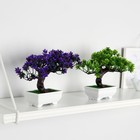 Бонсай в горшке "Дерево Лотус" 10,5х17 см, микс - фото 23771289