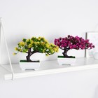 Бонсай в горшке "Дерево Лотус" 10,5х17 см, микс - фото 23771290