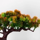 Бонсай в горшке "Хвойное дерево" 10,5х18 см - Фото 2