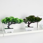 Бонсай в горшке «Хвойное дерево», 10.5×18 см, МИКС - фото 23771309