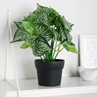 Искусственный цветок в горшке «Калатея комнатная», 10×23 см - Фото 1