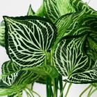 Искусственный цветок в горшке «Калатея комнатная», 10×23 см - Фото 2