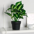 Искусственный цветок в горшке «Диффенбахия галант», 10×23 см - Фото 1