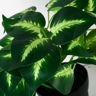 Искусственный цветок в горшке «Диффенбахия галант», 10×23 см - Фото 2