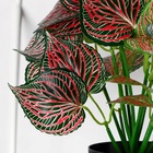 Искусственный цветок в горшке «Каладиум комнатный», 10×23 см - Фото 3