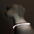 Ошейник - кольцо с подсветкой, зарядка от USB, до 70 см, 3 режима свечения, мультицвет - Фото 2