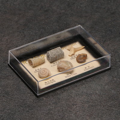 Набор камней коллекционных сувенирных «Аммониты»