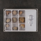 Набор камней коллекционных сувенирных «Аммониты» - Фото 3