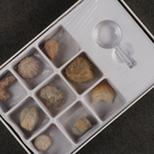 Набор камней коллекционных сувенирных «Аммониты» - Фото 4