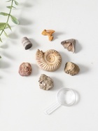 Набор камней коллекционных сувенирных «Аммониты» - Фото 2