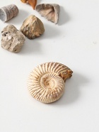 Набор камней коллекционных сувенирных «Аммониты» - Фото 3