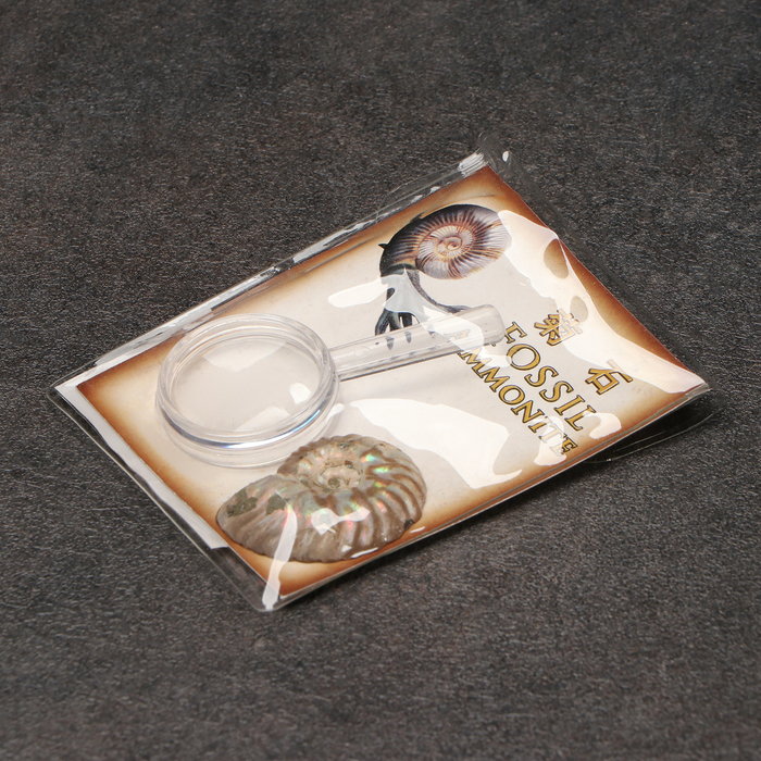 Набор коллекционный сувенирный «Аммониты» - Фото 1