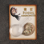Набор "Аммониты" в упаковке - Фото 3