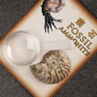 Набор коллекционный сувенирный «Аммониты» - Фото 4