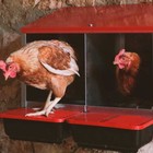 Гнездо для кур несушек Platinum, 2 секции, с яйцесборником - Фото 4