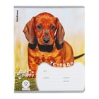 Тетрадь 12 листов в клетку ErichKrause "Щенки", обложка мелованный картон, блок офсет, микс (комплект 10 шт) - фото 23924095