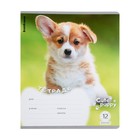 Тетрадь 12 листов в клетку ErichKrause "Щенки", обложка мелованный картон, блок офсет, микс (комплект 10 шт) - фото 23924096