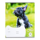 Тетрадь 12 листов в клетку ErichKrause "Щенки", обложка мелованный картон, блок офсет, микс (комплект 10 шт) - фото 23924099