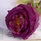 Цветы искусственные "Роза шёлк" d-10 см 45 см, сиреневый - Фото 2