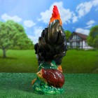Садовая фигура "Петух" 19х40х50см - Фото 3