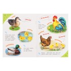 Энциклопедия для самых маленьких «Домашние животные» - фото 24510620