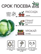 Семена Капуста белокочанная "Слава 1305", 0,5 г - Фото 2
