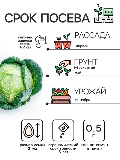 Семена Капуста белокочанная «Слава 1305», 0.5 г, среднеспелая, «Рецепты дедушки Никиты»