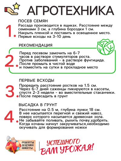 Семена Капуста белокочанная «Слава 1305», 0.5 г, среднеспелая, «Рецепты дедушки Никиты»