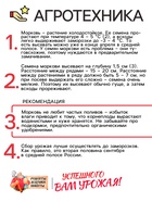 Семена Морковь "Нантская 4", 2 г - Фото 4