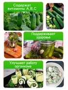 Семена Огурец "Засолочный", 0,5 г - Фото 3