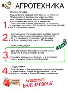 Семена Огурец "Кустовой", 0,5 г - Фото 4