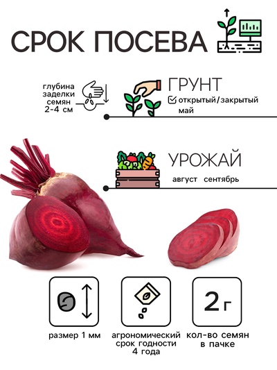 Семена Свёкла «Цилиндра», 2 г, «Рецепты дедушки Никиты»