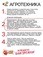 Семена Свёкла "Цилиндра", 2 г - Фото 4