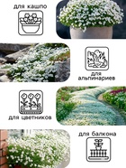 Семена цветов Алиссум "Снежные узоры", 5 шт. - Фото 3