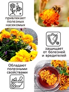 Семена цветов Бархатцы прямостоячие «Лимонное чудо», 0.3 г - Фото 3