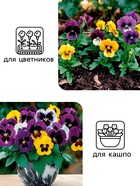 Семена цветов Виола "Шведские гиганты", 0,1 г - фото 34077542