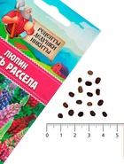 Семена цветов Люпин "Смесь Рассела", 0,5 г - Фото 5
