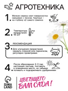 Семена цветов Ромашки "Аляска", 0,3 г - Фото 4