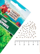 Семена Салат «Кучерявец Одесский», 0.5 г, «Рецепты дедушки Никиты» - Фото 5