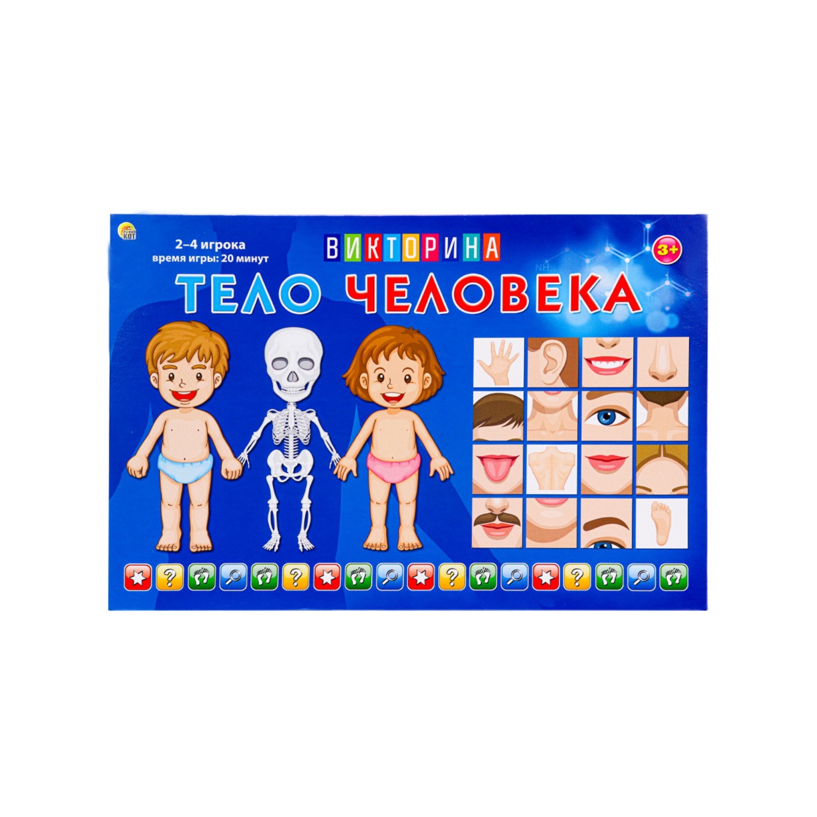 Игра — викторина для малышей «Тело человека», 2-4 игроков, 3+