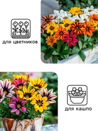 Семена цветов Гацания "Муза", крупноцветковая смесь, 0,1 г (комплект 3 шт) - фото 39466649