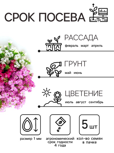 Семена цветов Алиссум «Ежевичные меренги», 5 шт., «Рецепты дедушки Никиты»