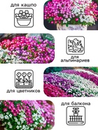 Семена цветов Алиссум «Ежевичные меренги», 5 шт. - Фото 3